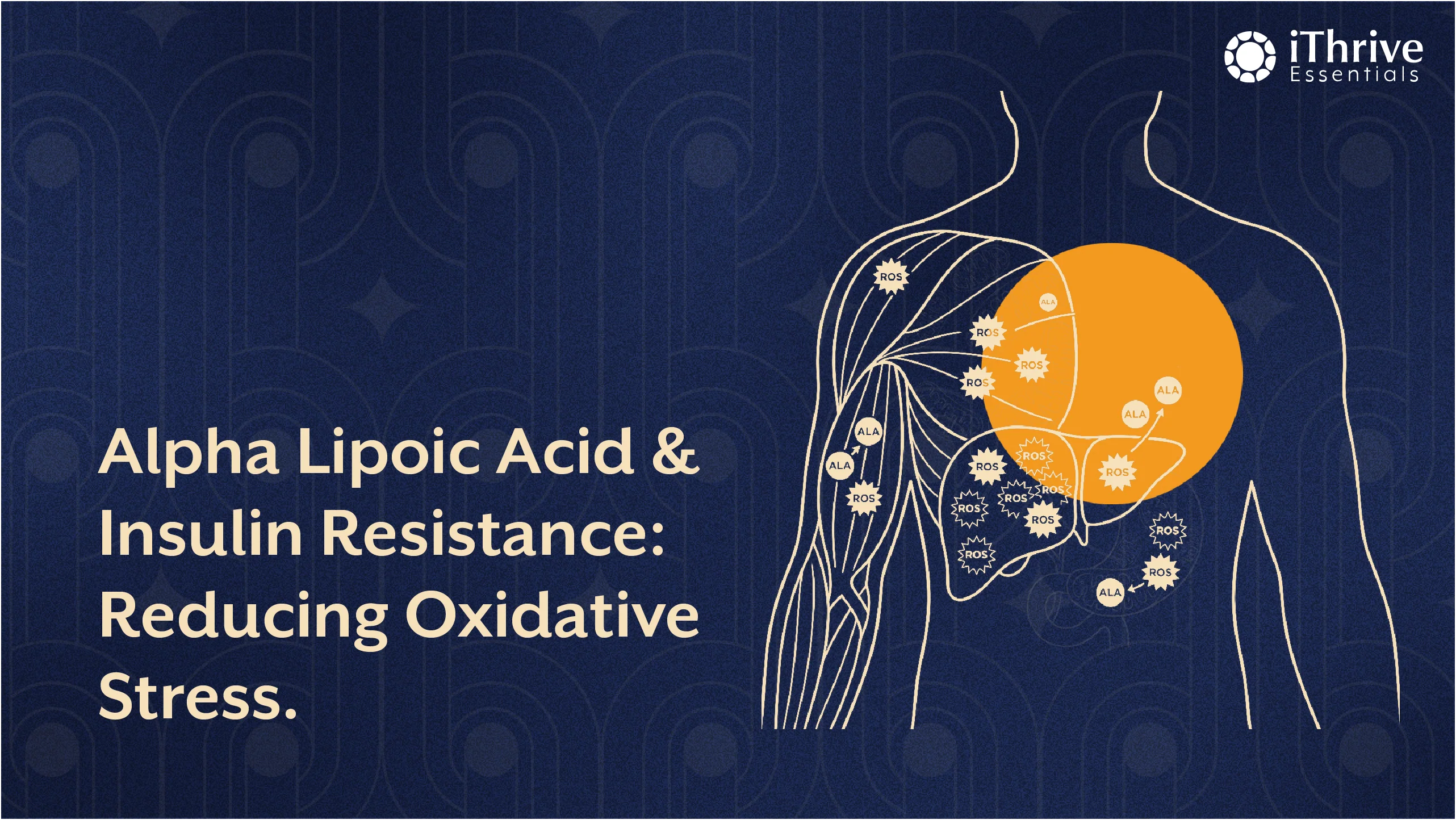 Alpha Lipoic Acid (ALA): Reducing Oxidative Stress in Insulin Resistance