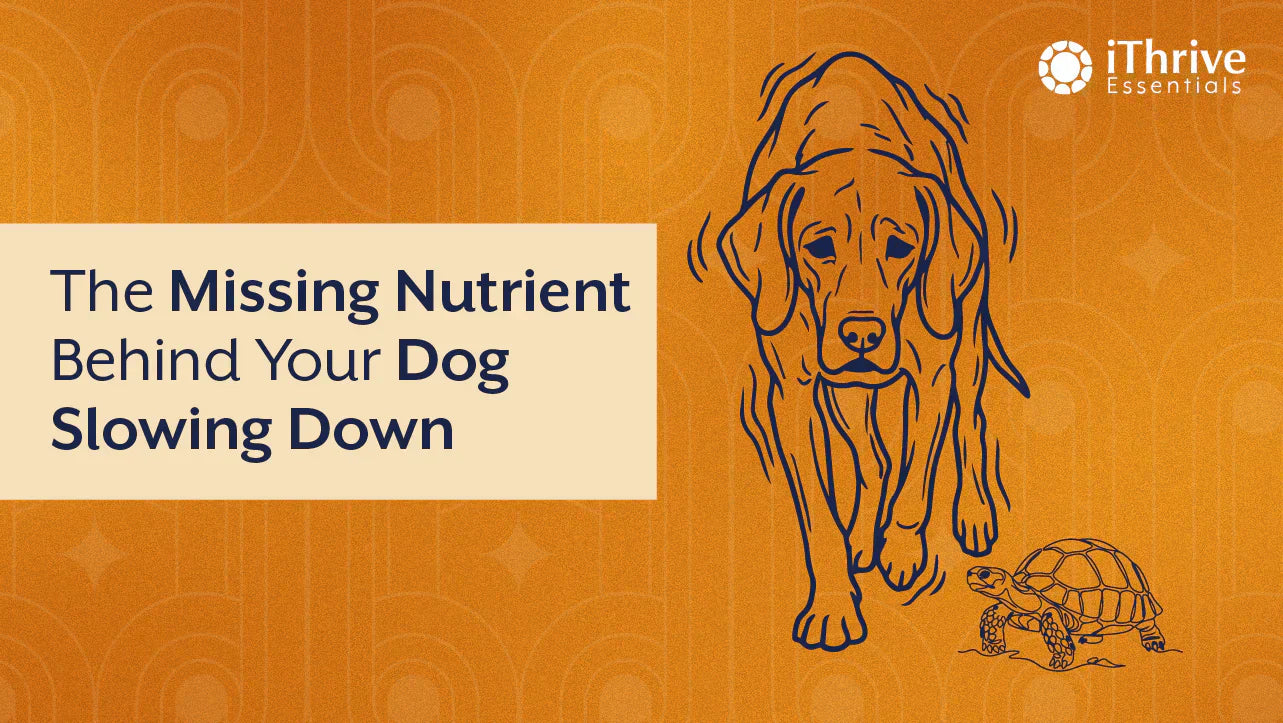 Most Dog/Cat Owners Miss This Nutrient Until Their Pet Starts Slowing Down