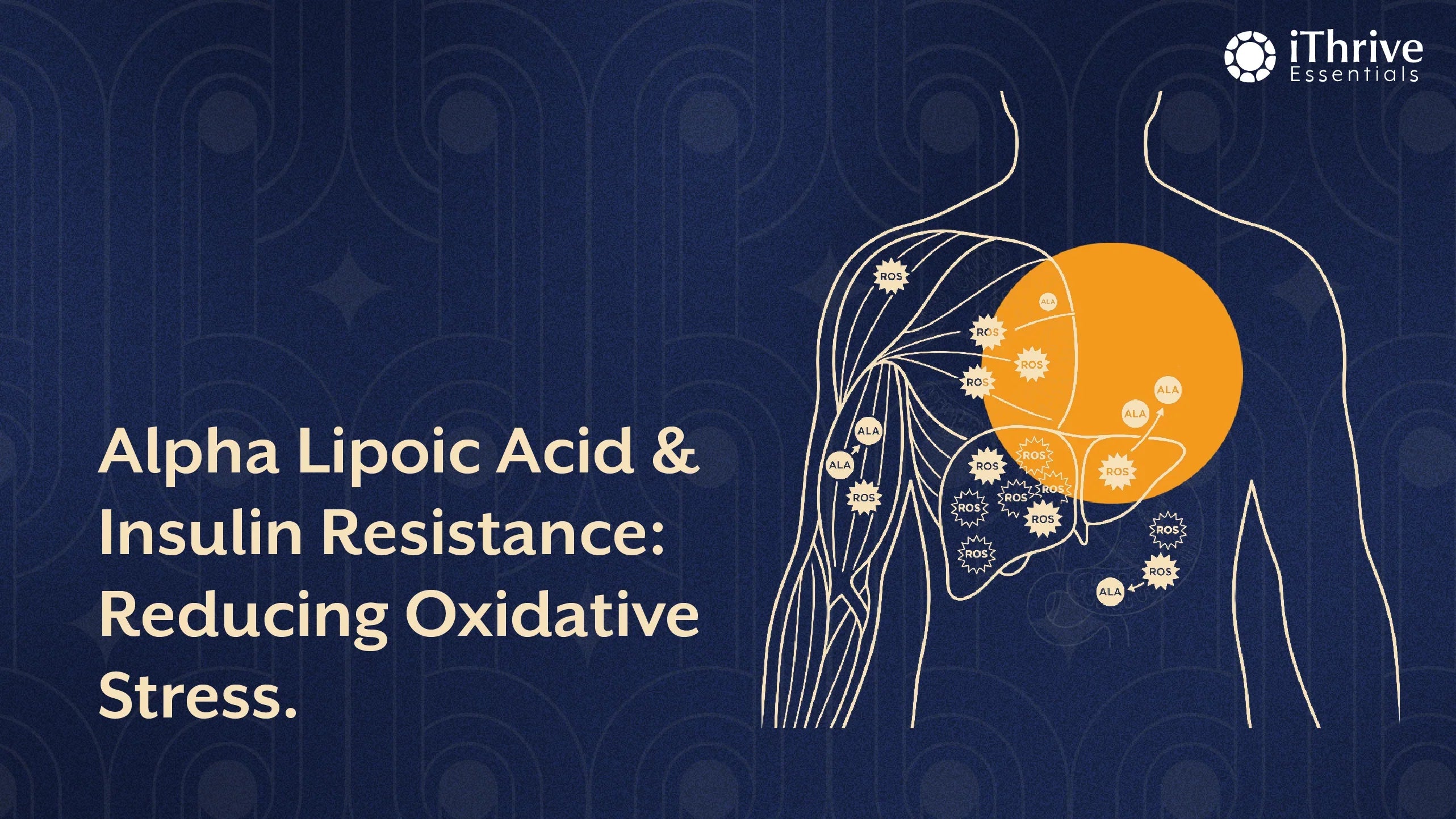 Alpha Lipoic Acid & Insulin Resistance: Reducing Oxidative Stress | iThrive  Essentials